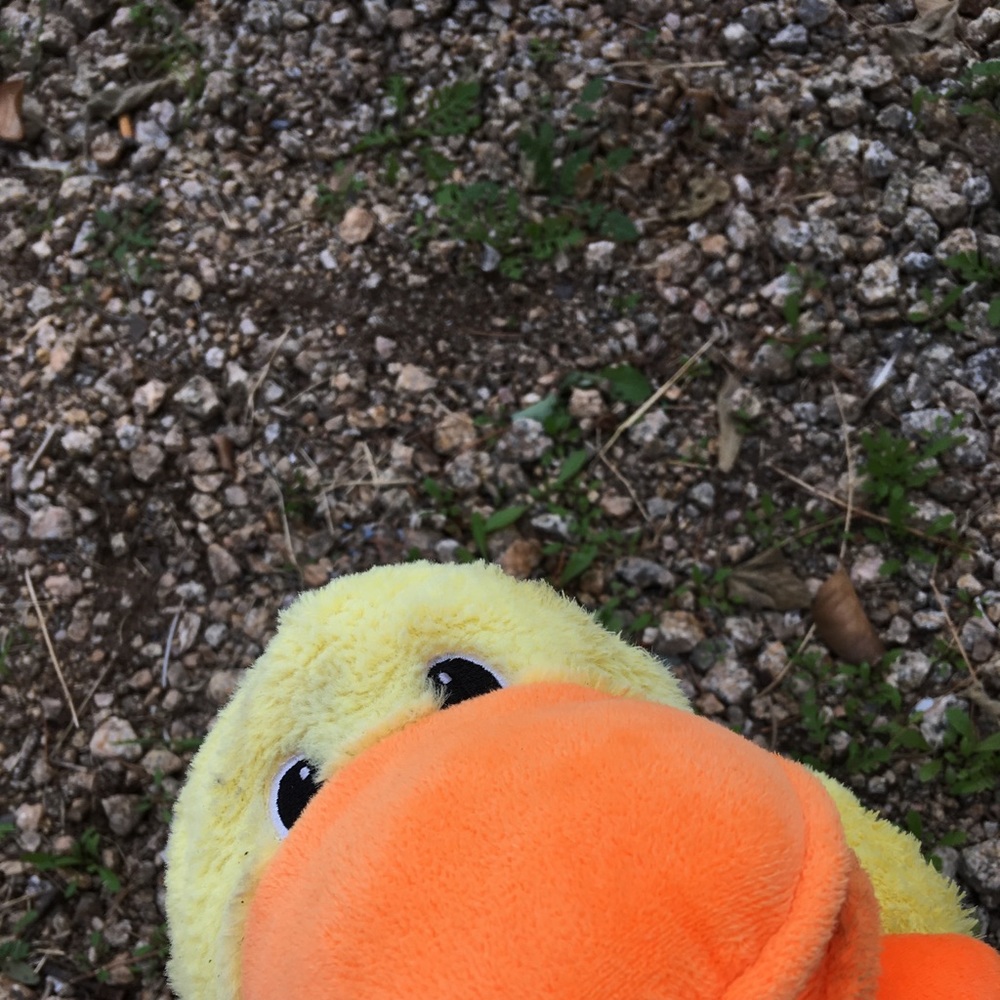 Meet your Posher, Zvmbra